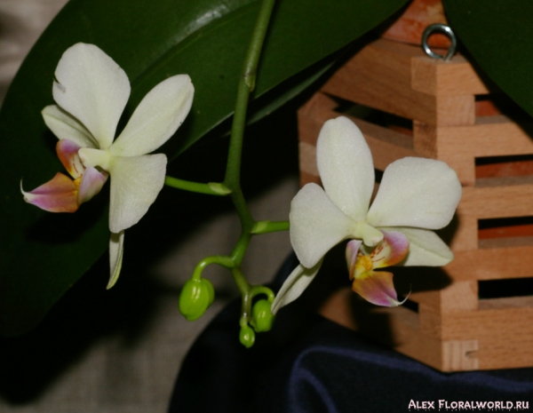 Phalaenopsis hybr.
Ключевые слова: Phalaenopsis