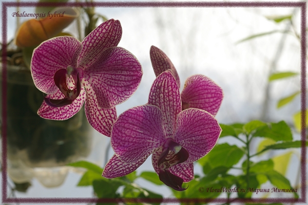 Phalaenopsis hybrid
Ключевые слова: Phalaenopsis hybrid