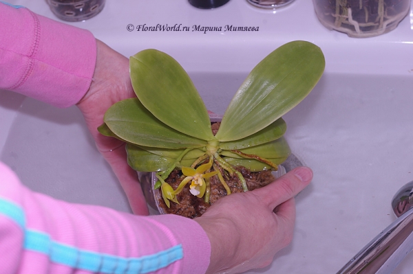 Phalaenopsis cornu-cervi  alba x violacea var alba
Водные процедуры
Ключевые слова: Phalaenopsis cornu-cervi alba x violacea var alba