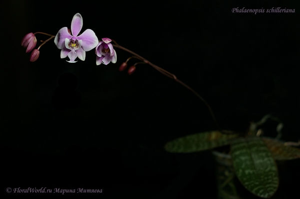 Phalaenopsis schilleriana
Ключевые слова: Phalaenopsis schilleriana
