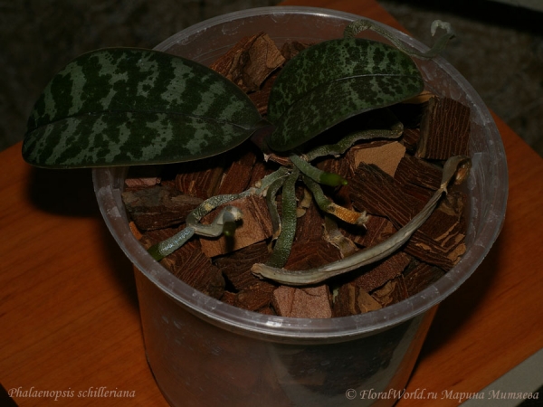 Phalaenopsis schilleriana
Растут новые корни 
Ключевые слова: Phalaenopsis schilleriana