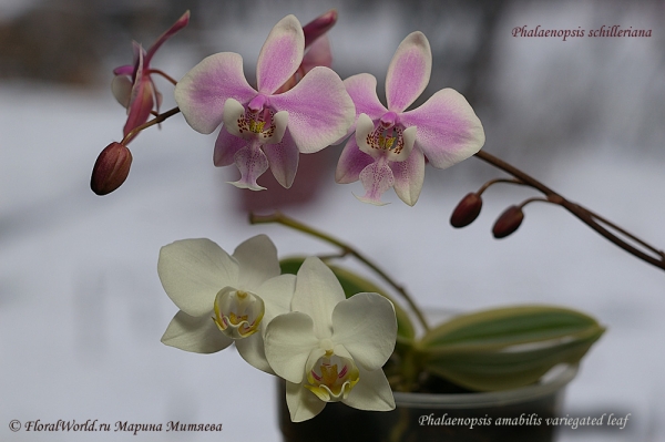 Phalaenopsis schilleriana and Phalaenopsis  amabilis
