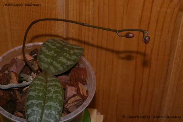 Phalaenopsis shilleriana
Растут бутоны
Ключевые слова: Phalaenopsis shilleriana корни орхидея цветонос бутоны