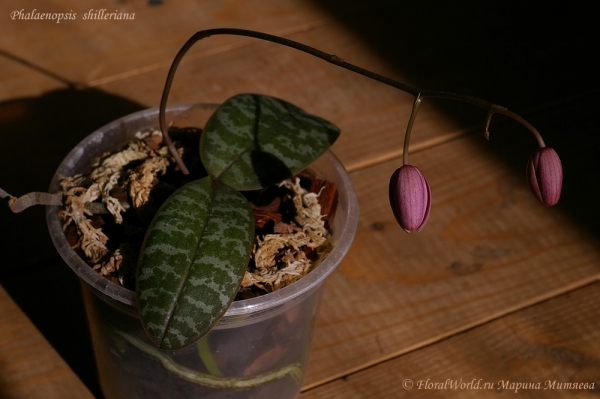 Phalaenopsis shilleriana
Вот вот раскроются
Ключевые слова: Phalaenopsis shilleriana корни орхидея цветонос бутоны