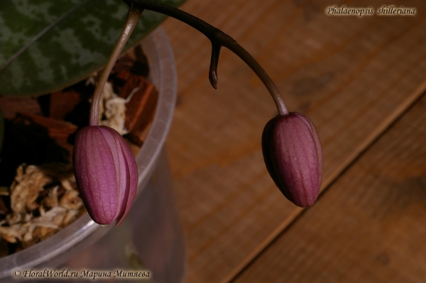 Phalaenopsis shilleriana
Бутоны поближе
Ключевые слова: Phalaenopsis shilleriana корни орхидея цветонос бутоны