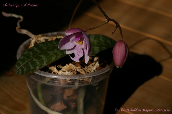 Phalaenopsis shilleriana
Ключевые слова: Phalaenopsis shilleriana орхидея цветонос бутоны цветы цветение