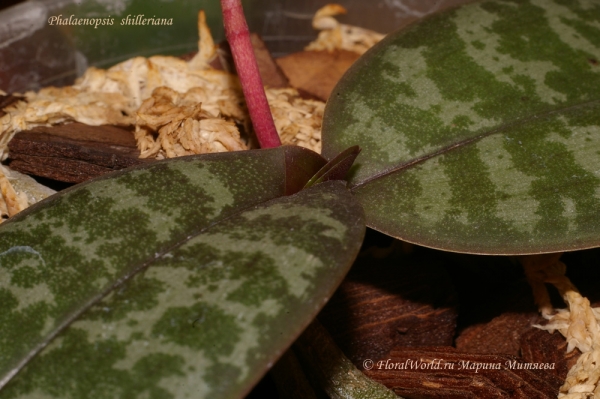 Phalaenopsis shilleriana
Растет новый лист
Ключевые слова: Phalaenopsis shilleriana