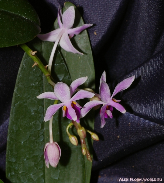 Phalaenopsis
Ключевые слова: Phalaenopsis