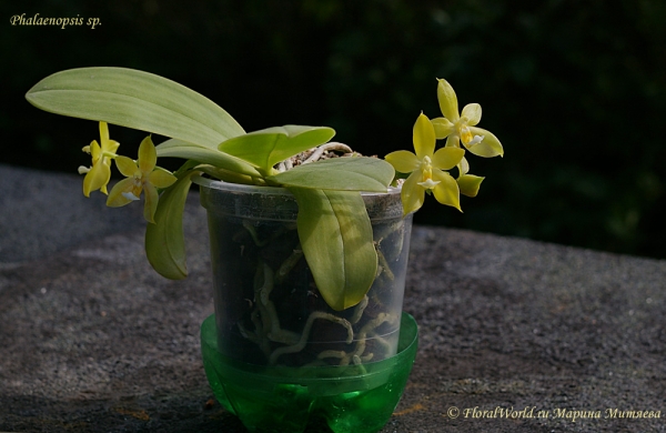 Phalaenopsis cornu-cervi  alba x violacea var alba
Ключевые слова: Phalaenopsis