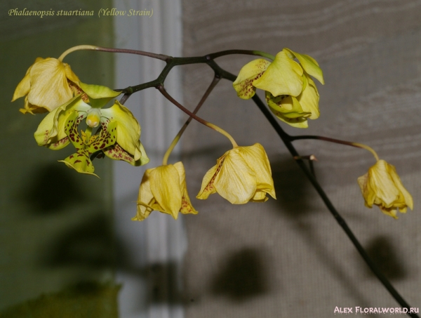 Phalaenopsis stuartiana (Yellow Strain)
Коллекционер Ольга Изотова.
Ключевые слова: Phalaenopsis stuartiana (Yellow Strain)
