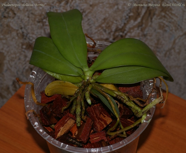 Phalaenopsis cornu-cervi  alba x violacea var alba
Ключевые слова: Phalaenopsis cornu-cervi alba x violacea var alba