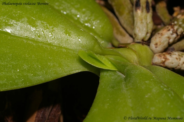 Phalaenopsis cornu-cervi  alba x violacea var alba
растет новый лист
Ключевые слова: Phalaenopsis cornu-cervi alba x violacea var alba