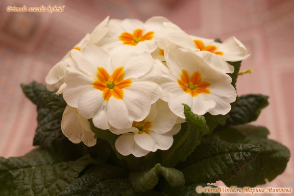 Primula acaulis hybrid
цветем :-)
Ключевые слова: Primula acaulis hybrid