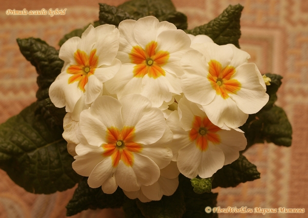 Primula acaulis hybrid
Ключевые слова: Primula acaulis hybrid