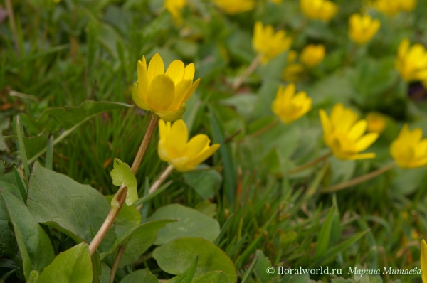 Чистяк весенний (Ranunculus ficaria)
Ключевые слова: Чистяк весенний Ranunculus ficaria