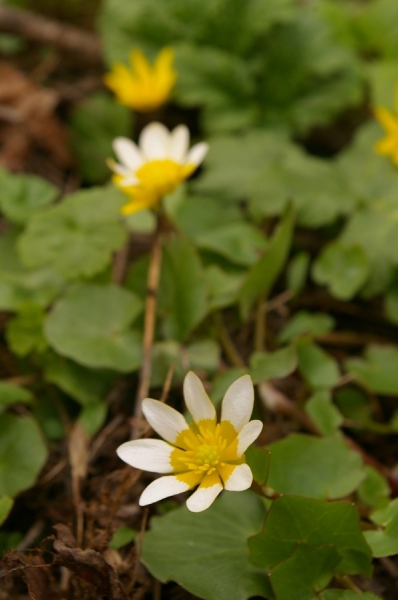 Чистяк весенний (Ranunculus ficaria)
Ключевые слова: Чистяк весенний Ranunculus ficaria весна