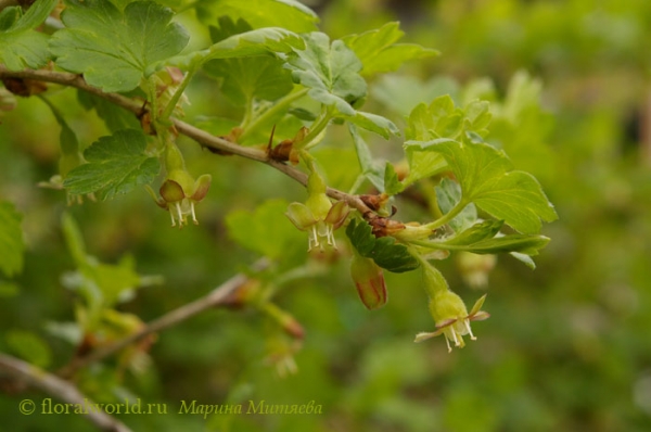 Цветение крыжовника (Ribes Grossularia)
Вот так цветет крыжовник :-) 
Ключевые слова: Цветение крыжовника  Ribes Grossularia