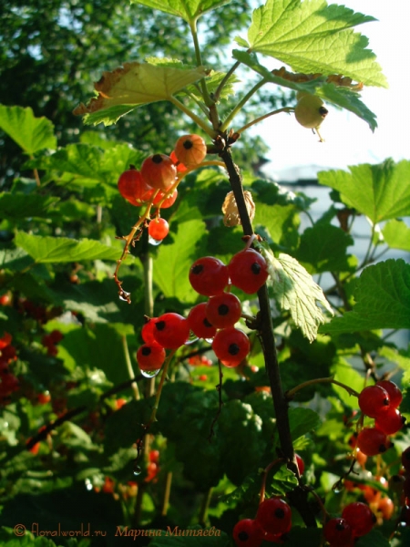 Красная смородина (Ribes rubrum
Зреет омытая дождиком ягода
Ключевые слова: красная смородина Ribes rubrum