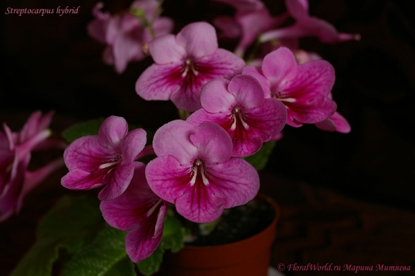 Streptocarpus hybrid
Ключевые слова: Streptocarpus hybrid