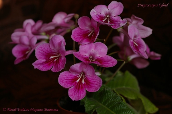 Streptocarpus hybrid
Ключевые слова: Streptocarpus hybrid