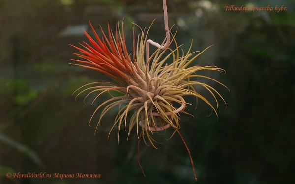Tillandsia ionantha hybr.
Перед цветением концы листьев окрашиваются в красный цвет
Ключевые слова: Tillandsia ionantha hybr.