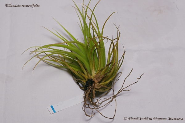 Tillandsia recurvifolia
нижние чешуи высохшие
Ключевые слова: Tillandsia recurvifolia