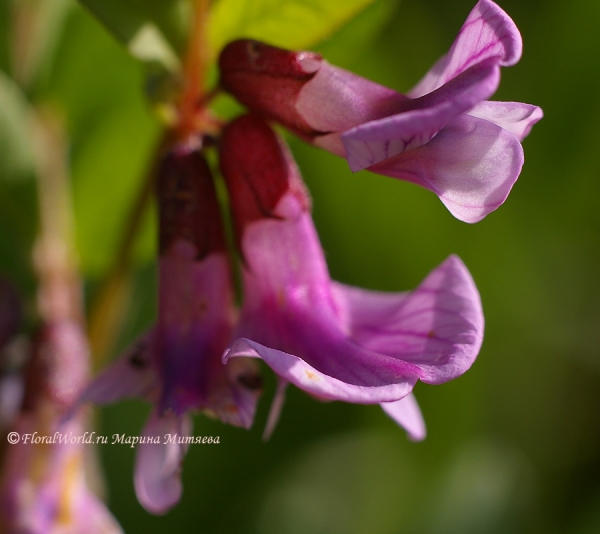 Цветы мышинного горошка (Vicia cracca)
Ключевые слова: Цветы мышинный горошек  Vicia cracca