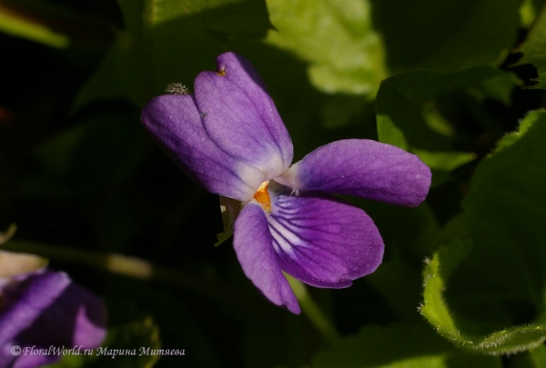 Лесная фиалка (Viola sylvatica)
Ключевые слова: Viola sylvatica лесная фиалка фото