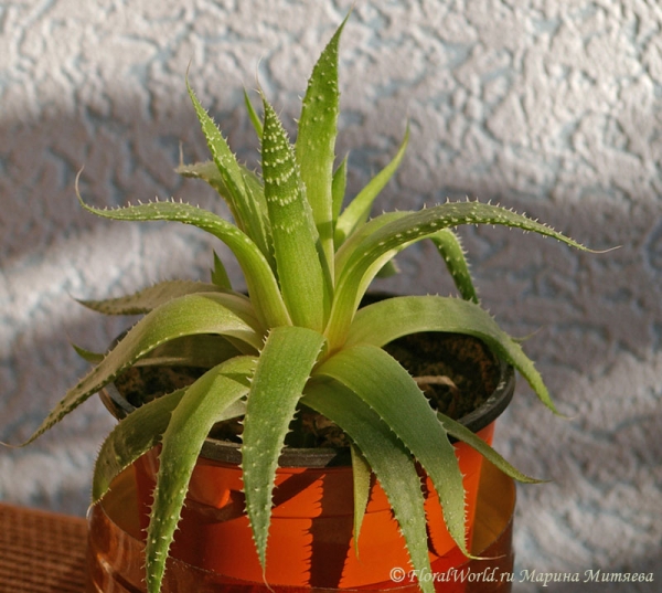 Алое остистое (Aloe aristata)
Первая весна, после долгой болезни.
Ключевые слова: алое остистое aloe aristata фото