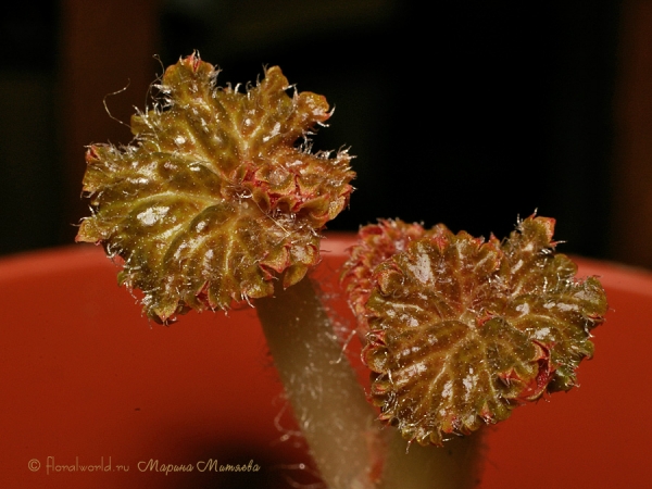 Бегония клубневая (Begonia x tuberhybrida)
Проснулась бегония, из-за того, что стояла в темном углу, листик такого интересного окраса. 
Ключевые слова: Бегония клубневая  Begonia x tuberhybrida