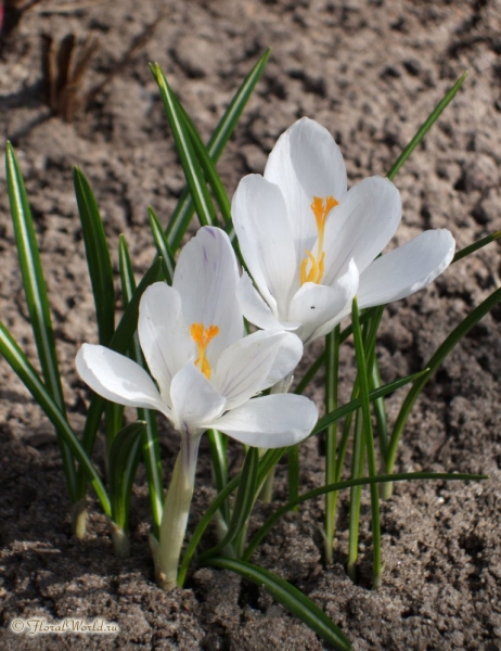 Крокусы
Автор фото Юлия, ник Jull
Ключевые слова: крокусы цветы весна белые цветут фото