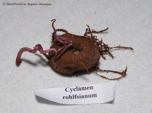 Cyclamen rohlfsianum
Ключевые слова: Cyclamen rohlfsianum