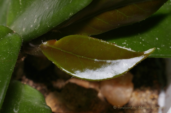 Хойя (Hoya)
Растет новый лист!
Самое удивительное, что в молодом возрасте цвет листка бронзово-зеленый и без пятнышек, и лист сам тоненький и мягкий на ощупь. Постепенно лист зеленеет, проявляются пятнышки.
Ключевые слова: хойя hoya