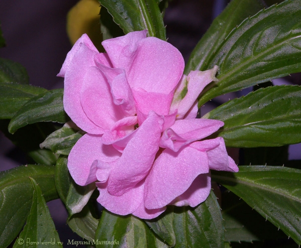 Бальзамин садовый (Impatiens balsamina)
Единственный цветок вырос махровым. 
Ключевые слова: Бальзамин садовый Impatiens balsamina