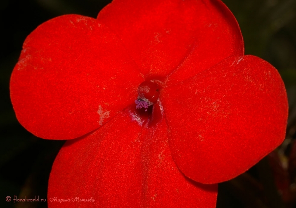 Бальзамин Валера (Impatiens_waleriana)
Вот такой красивый красный цветок, теперь понятно почему бальзамины называют "огоньком".
Ключевые слова: Бальзамин Валера Impatiens_waleriana
