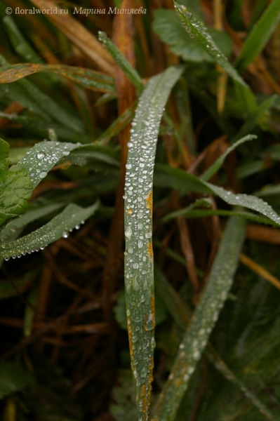 Замерзшие капельки на траве
Ключевые слова: осень изморозь лед капельки трава