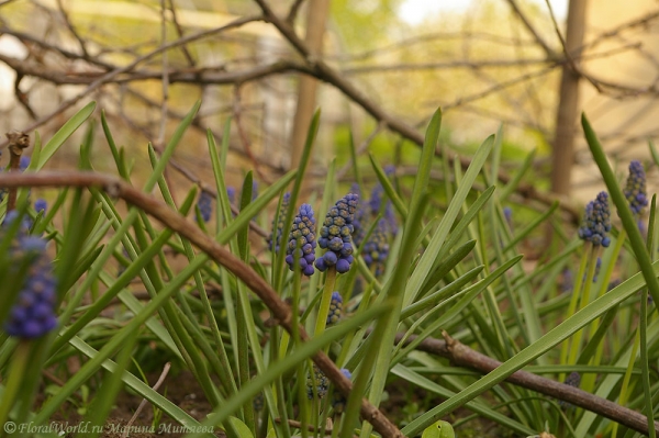 Мускари армянский (Muscari armeniacum)
Ключевые слова: Мускари армянский Muscari armeniacum фото весна цветы