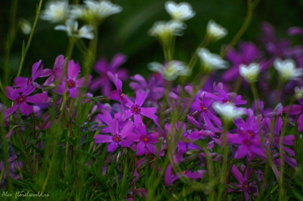 Флок игольчатый (Phlox subulata)
Ключевые слова: Флок игольчатый Phlox subulata цветы фото