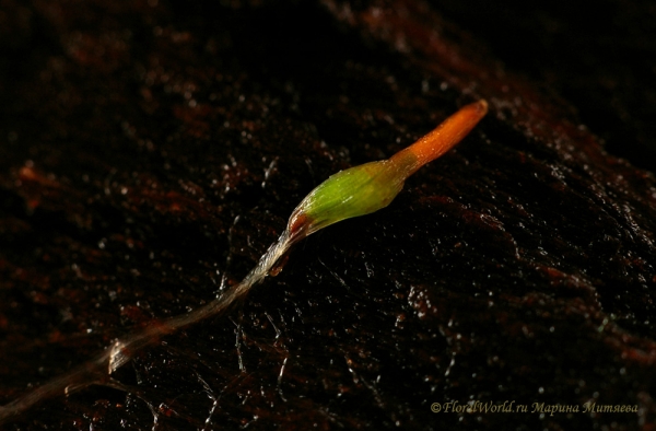 Семена тилландсии под сильным увеличением. Семена предположительно Tillandsia tricolor
Ключевые слова: семена тилландсии фото 