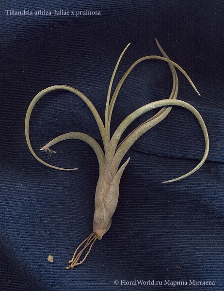 Tillandsia arhiza-juliae x pruinosa  
Ключевые слова: Tillandsia arhiza-juliae x pruinosa