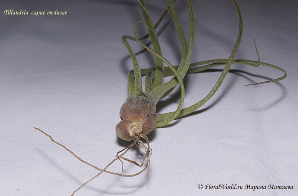 Tillandsia caput-medusae
Нижняя часть листьев коричневая, чешуйки стали подгнивать
Ключевые слова: Tillandsia caput-medusae