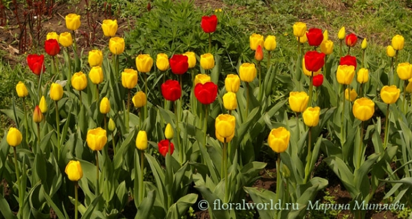 Клубма цветущих тюльпанов (Tulipa)
Ключевые слова: тюльпаны Tulipa весна цветение