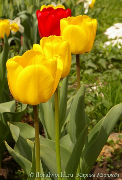 Цветут тюльпаны (Tulipa)
Ключевые слова: тюльпаны Tulipa весна цветение