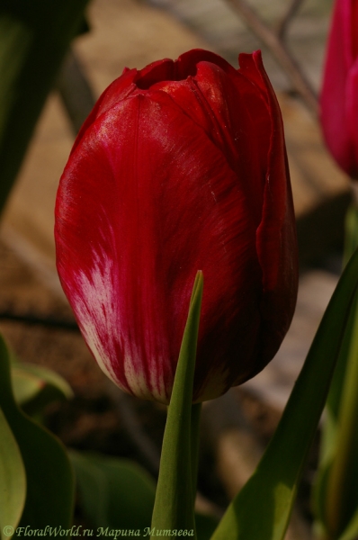 Тюльпан
