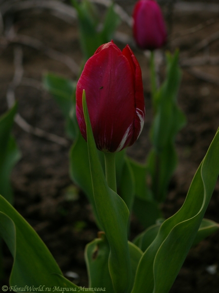 Тюльпан
