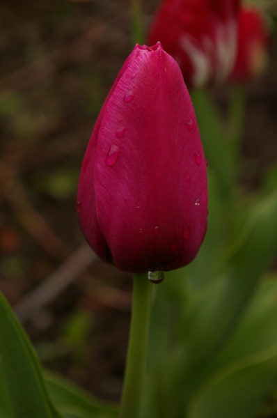 Тюльпан в капельках после дождя
