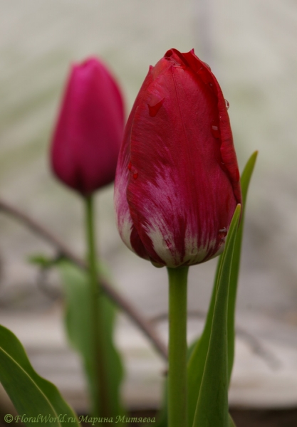 Малиновый тюльпан
Ключевые слова: тюльпан весна