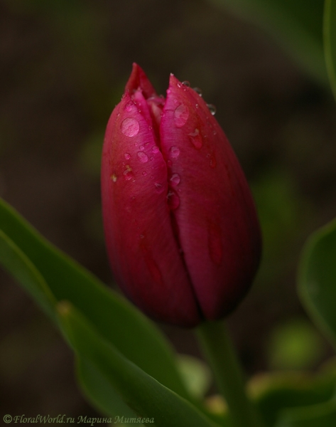 Вишневый тюльпан в капельках
Ключевые слова: тюльпан весна