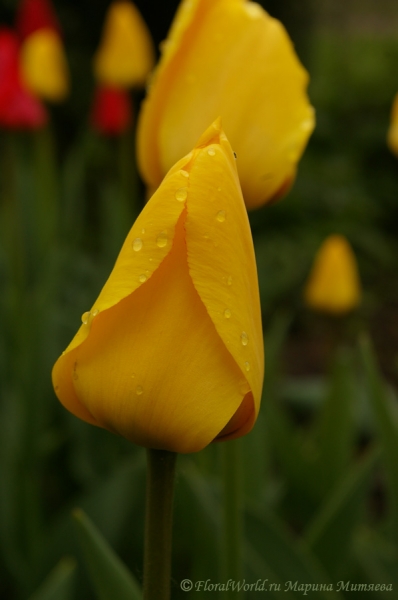 Желтый тюльпан в капельках
Ключевые слова: тюльпан весна