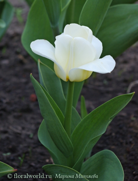 Белый с карамельной серединкой тюльпан (Tulipa)
У этого тюльпана боковые лепестки отгибаются, а с наступлением ночи складываются.
Ключевые слова: тюльпаны Tulipa весна цветение белый
